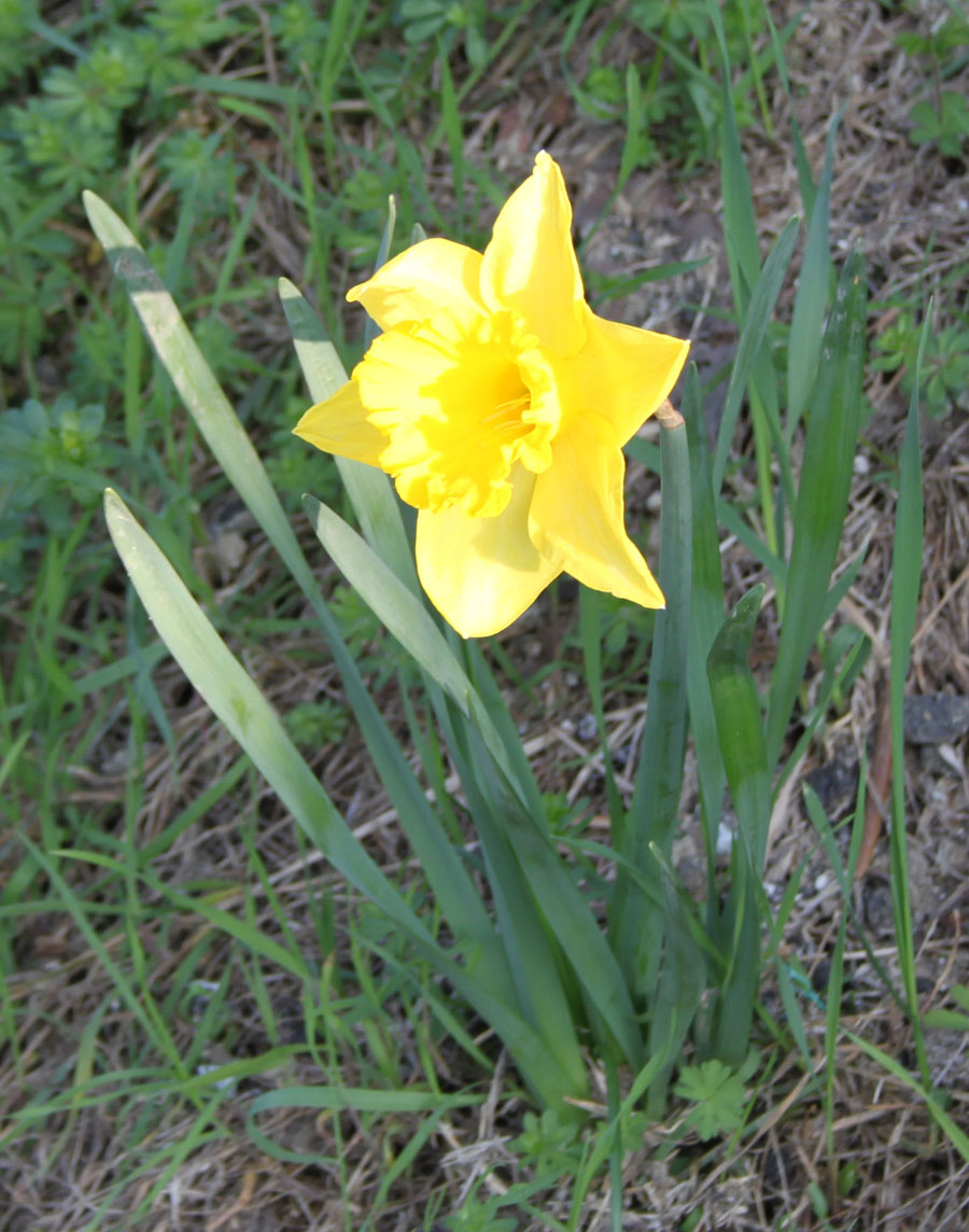narcissus pseudonarcissus